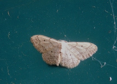 Idaea seriata