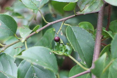 Rhamnus formosana
