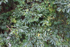 Rhamnus formosana