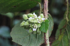 Rubus wallichianus