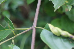 Rhamnus formosana