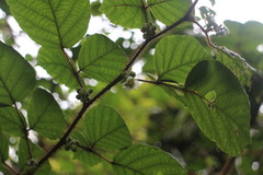 Rubus wallichianus