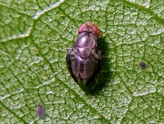 Opomyzoidea