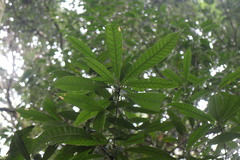Lithocarpus brevicaudatus