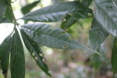 Lithocarpus brevicaudatus