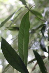 Lithocarpus brevicaudatus