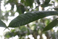 Lithocarpus brevicaudatus