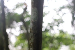 Lithocarpus brevicaudatus