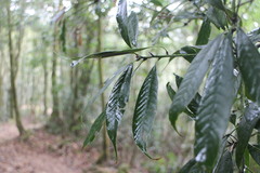 Lithocarpus brevicaudatus