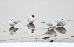 Chroicocephalus ridibundus
