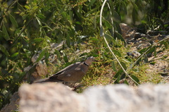 Streptopelia roseogrisea
