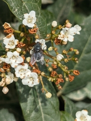 Calliphora