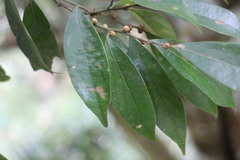 Lindera communis