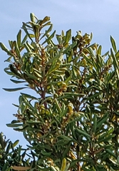 Lyonia ferruginea
