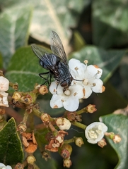 Calliphora