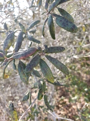 Quercus geminata