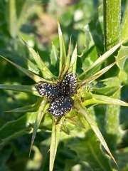 Leucocelina