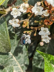 Calliphora