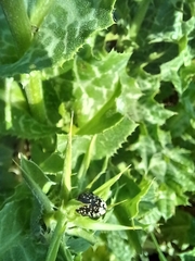Leucocelina