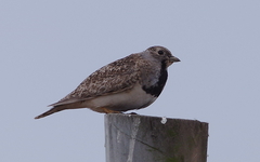 Thinocorus rumicivorus