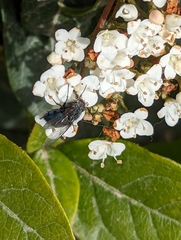 Calliphora