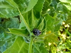 Leucocelina