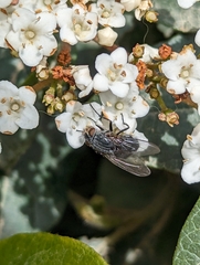Calliphora