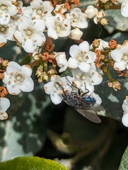Calliphora