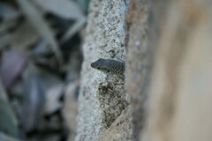 Podarcis siculus siculus