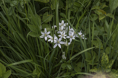 Ornithogalum umbellatum