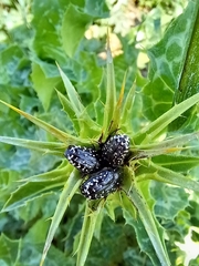 Leucocelina