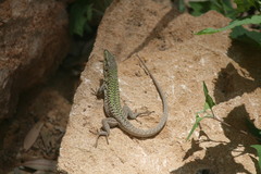 Podarcis siculus siculus