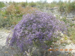 Limonium