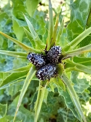 Leucocelina