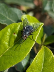 Calliphora