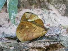 Dynastor darius ictericus