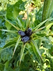 Leucocelina