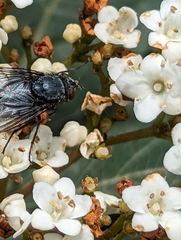 Calliphora