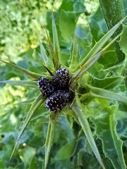 Leucocelina