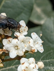 Calliphora