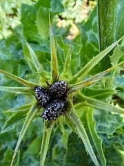 Leucocelina
