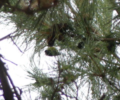 Periparus venustulus