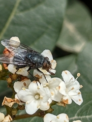 Calliphora