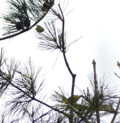 Periparus venustulus