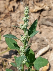 Chenopodium vulvaria