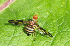Idana marginata