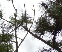 Periparus venustulus