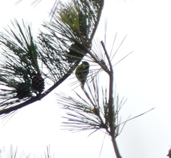 Periparus venustulus