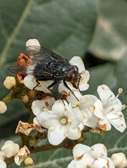 Calliphora