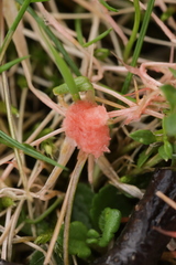 Laetisaria fuciformis